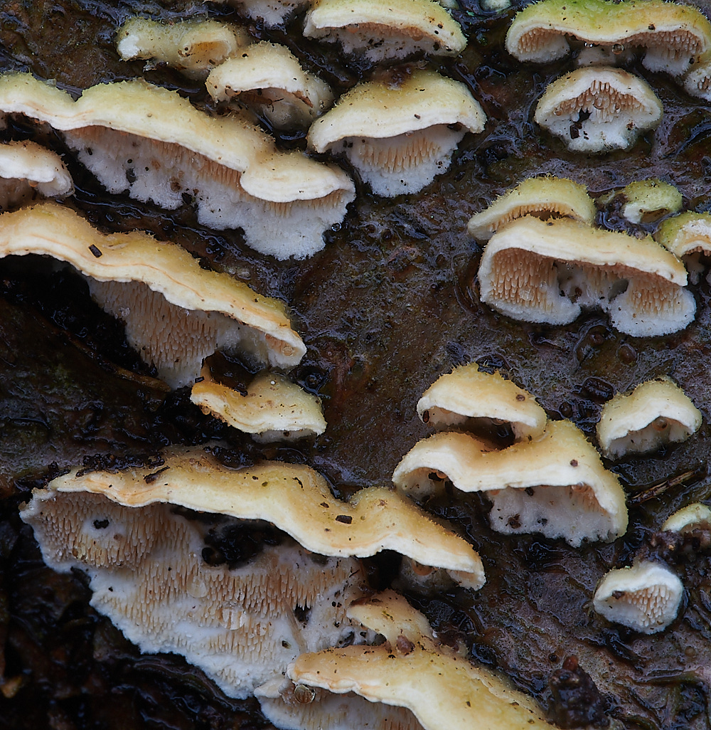 PineysWoodOchraceum211220-2