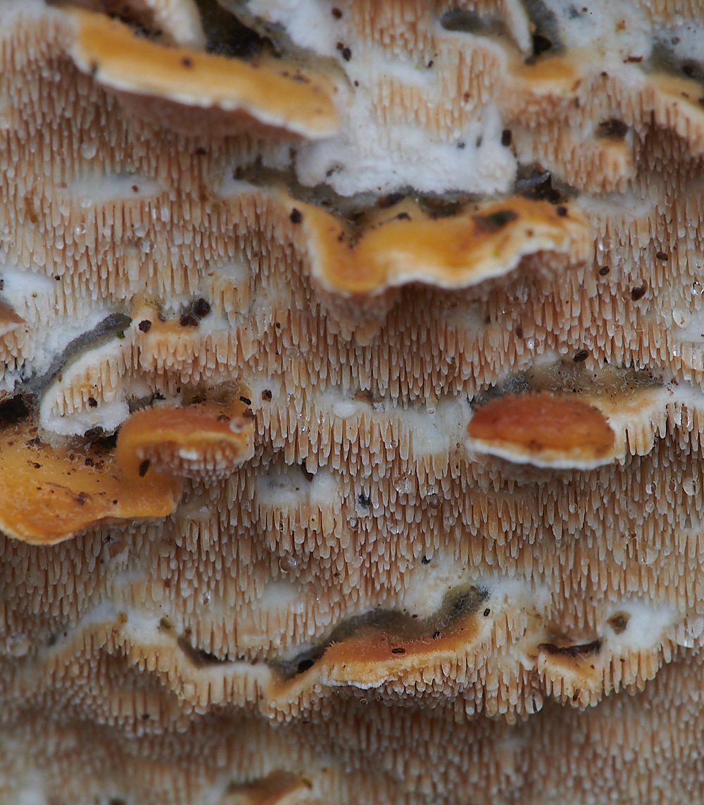 PineysWoodOchraceum211220-3