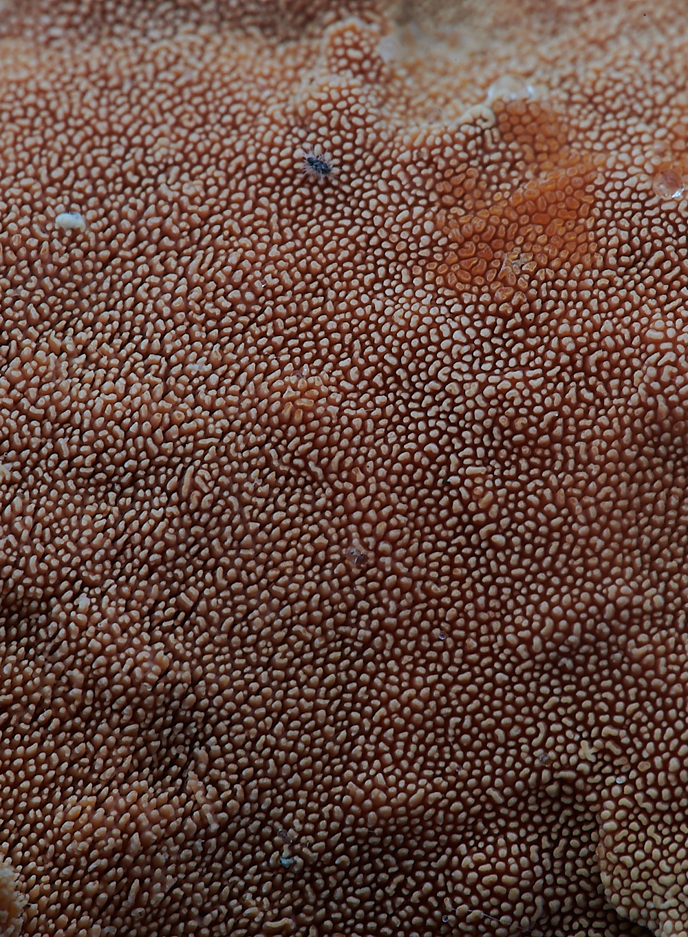 PineysWoodOchraceum211220-5