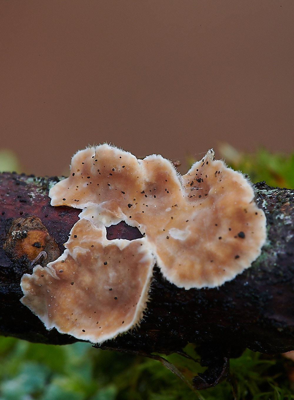 StonepitQuarryFungi1221120-1