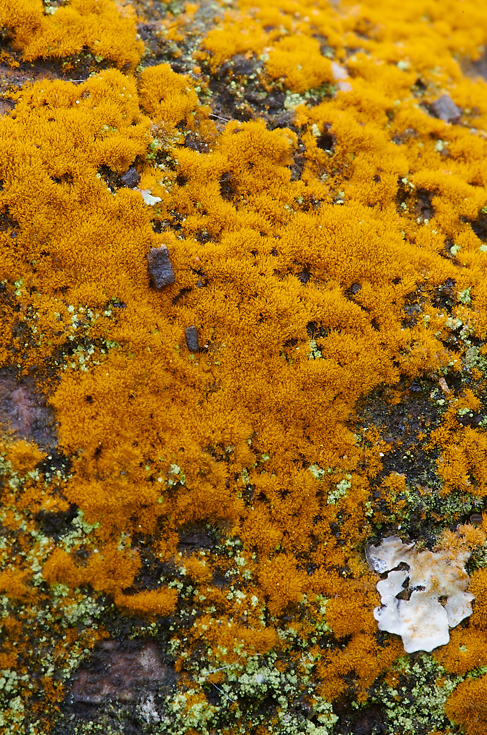 StonepitQuarryFungi2221120-1