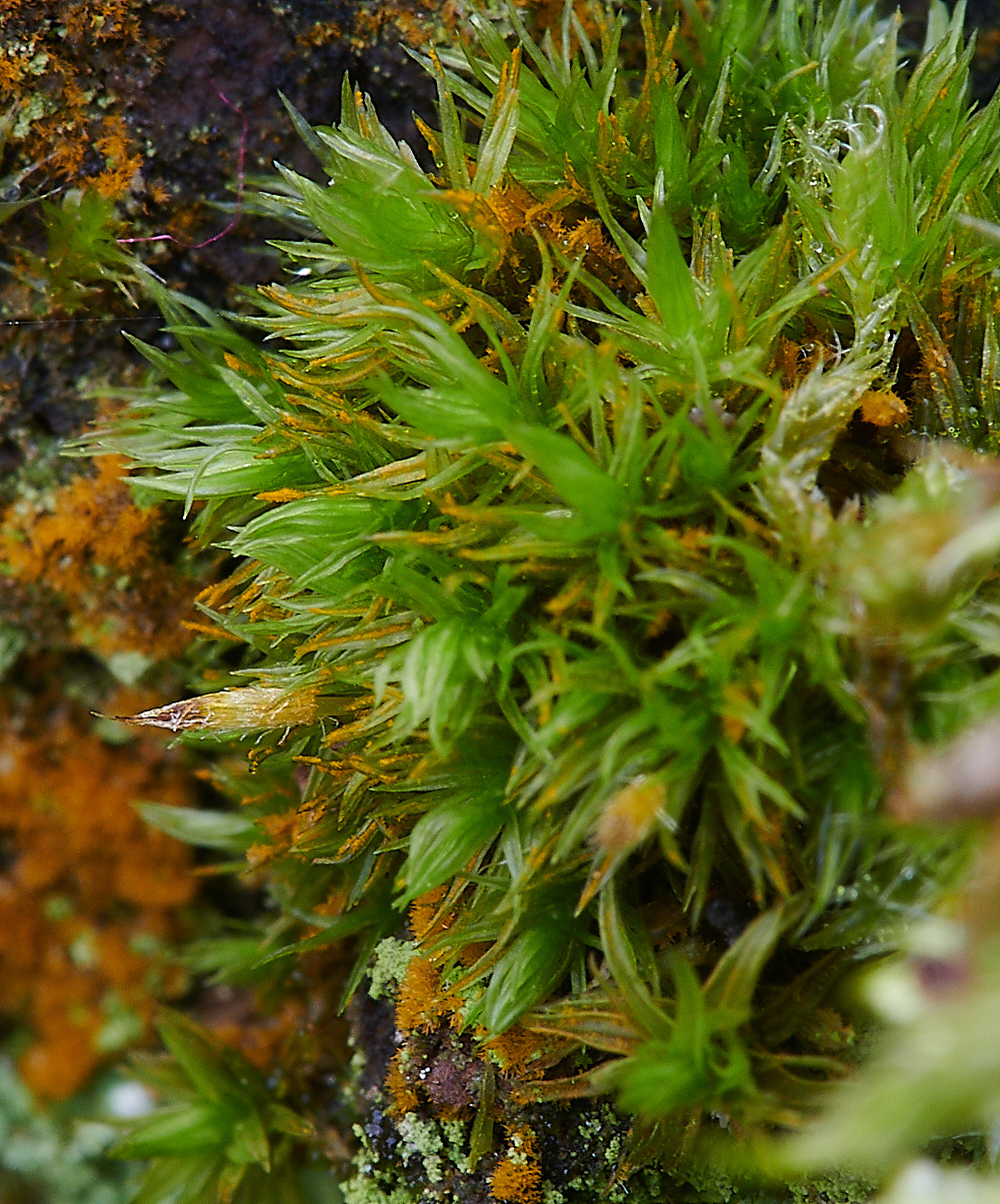 StonepitQuarryMoss1221120-1