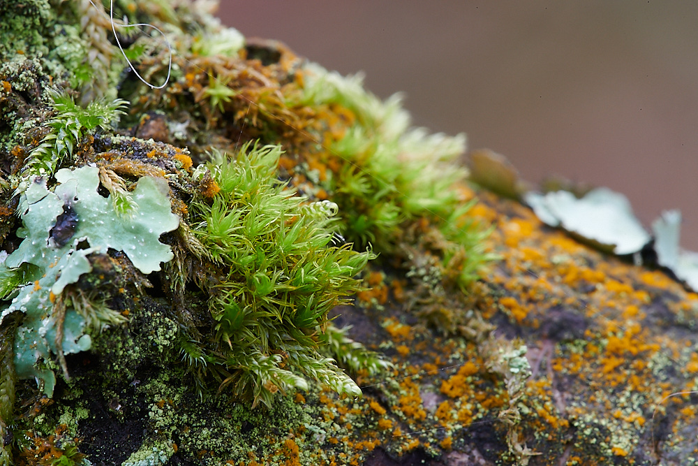 StonepitQuarryMoss1221120-2