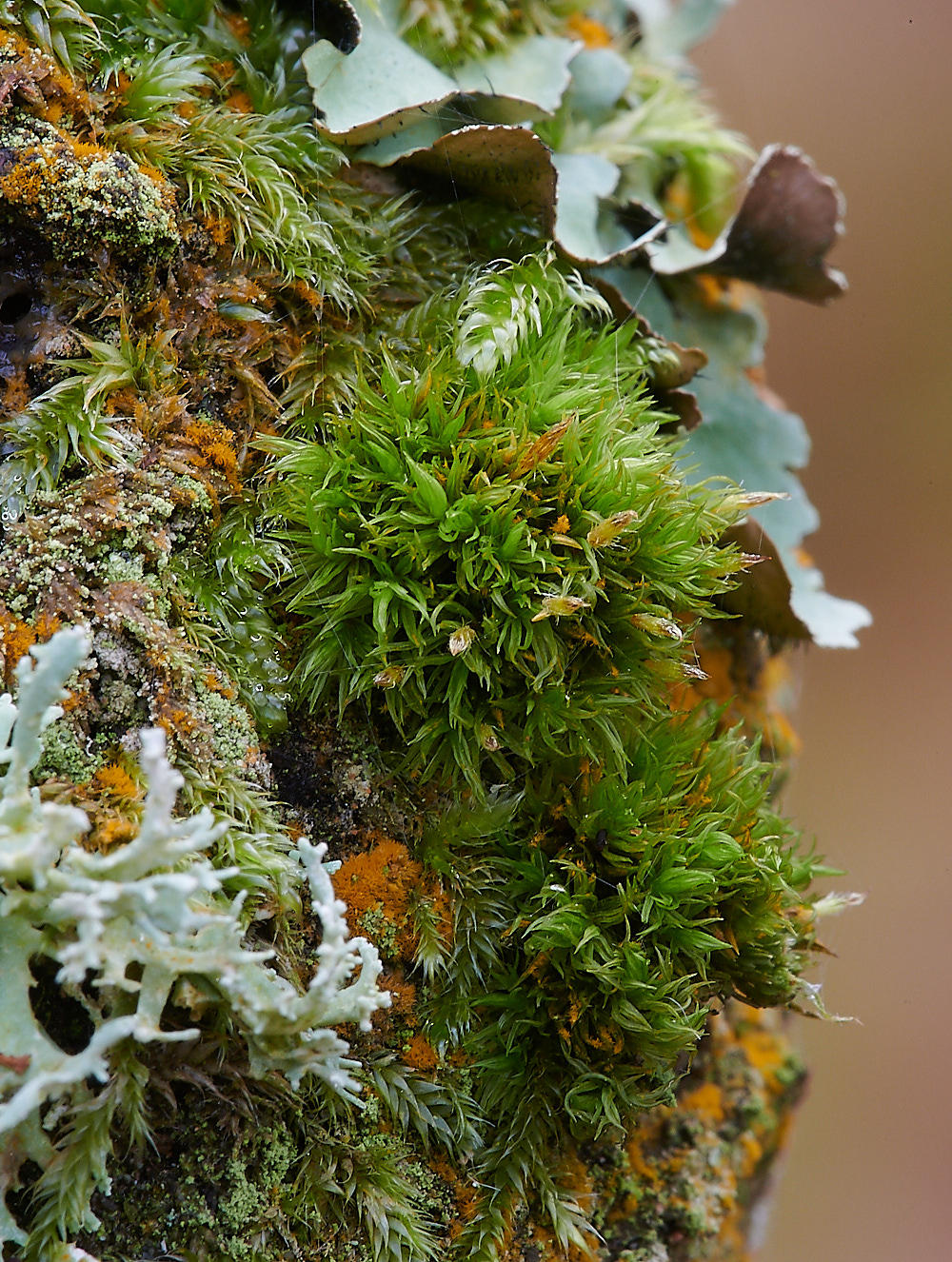 StonepitQuarryMoss1221120-3
