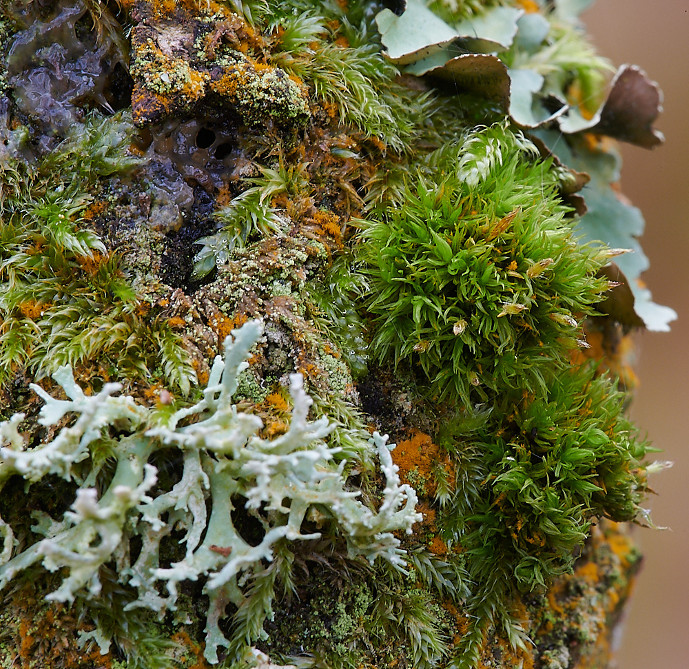 StonepitQuarryMoss1221120-4