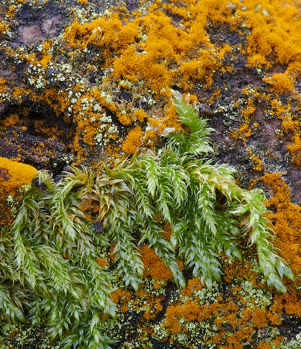 StonepitQuarryMoss2221120-1
