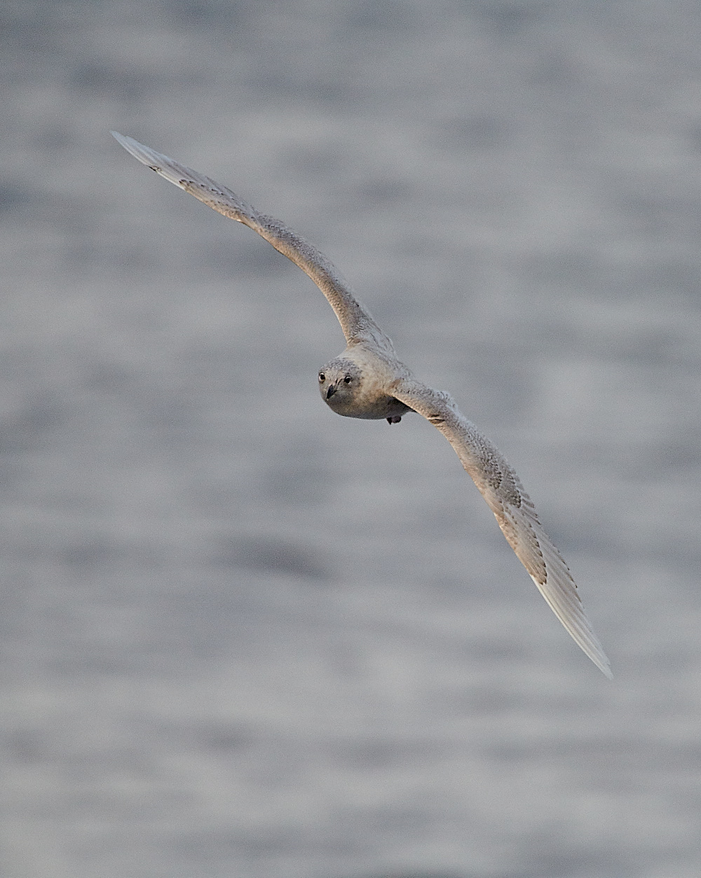 WeybourneIcelandGull051220-1
