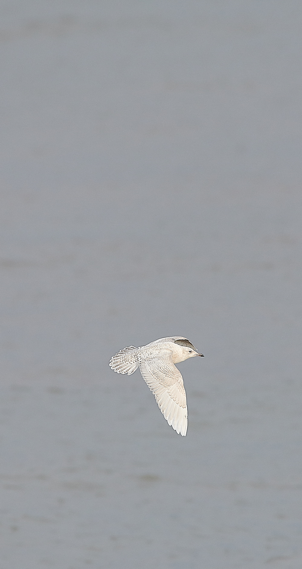 WeybourneIcelandGull051220-10
