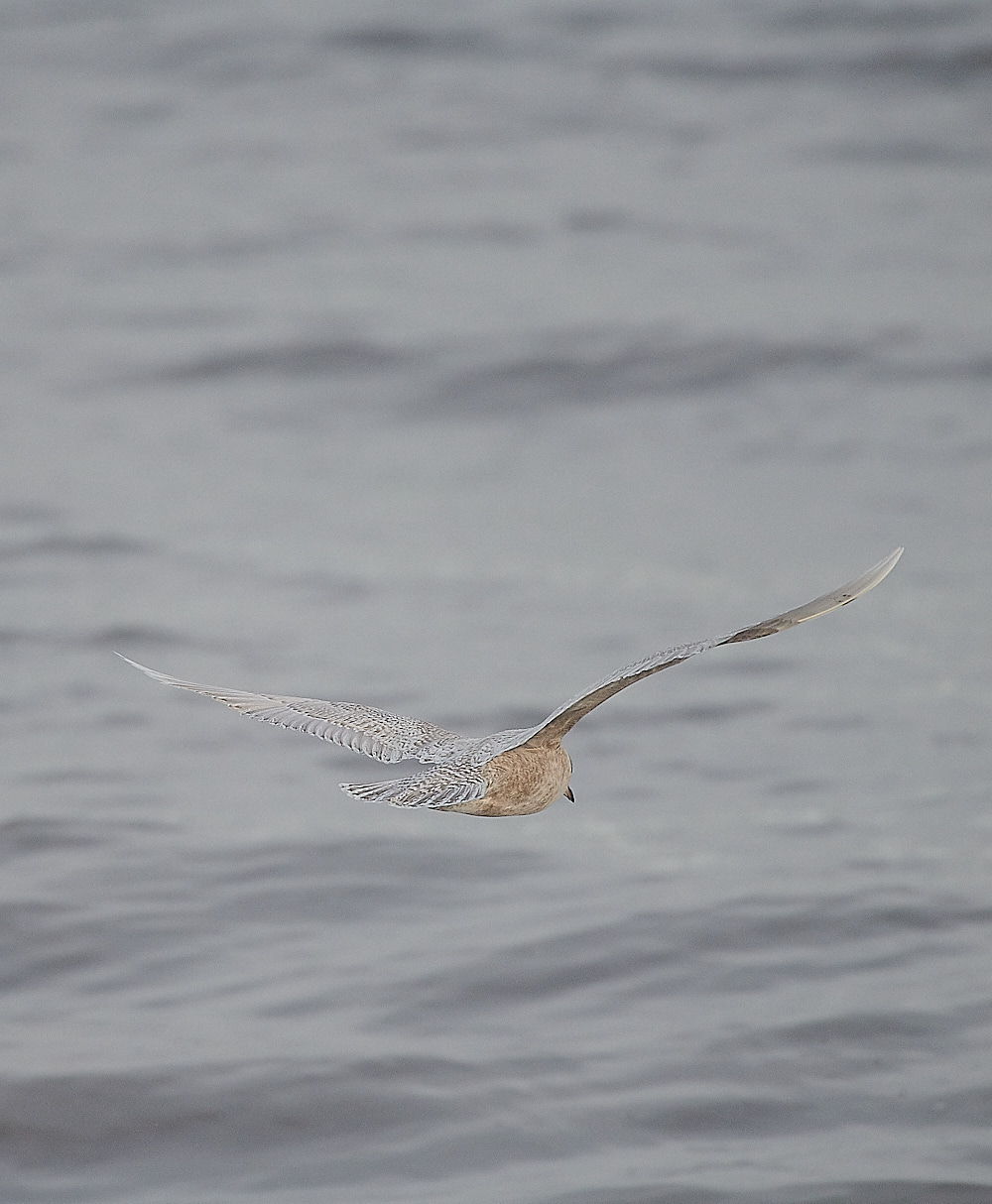 WeybourneIcelandGull051220-2