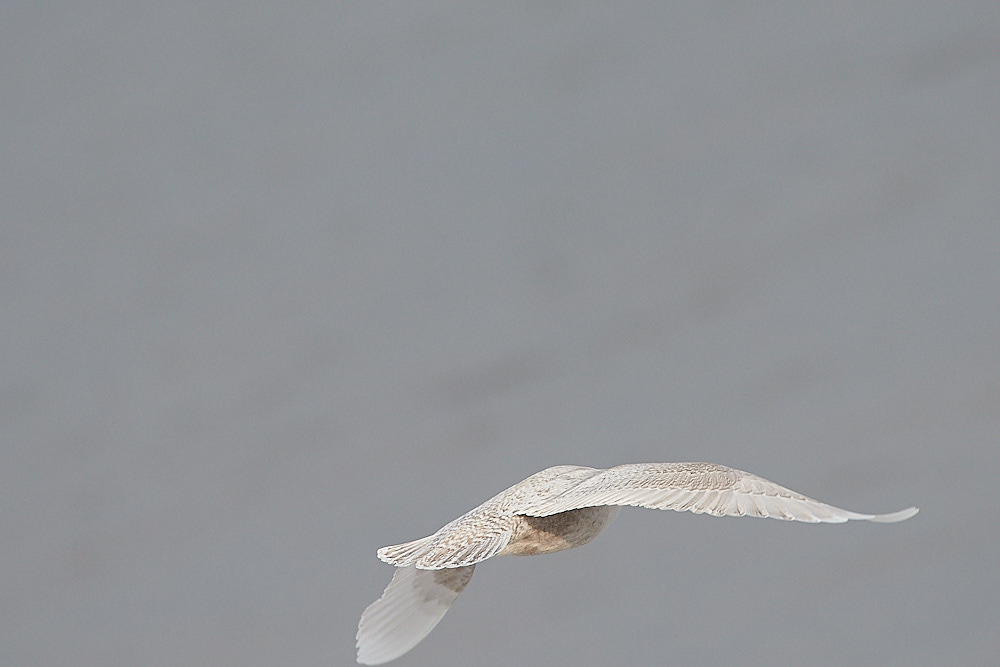 WeybourneIcelandGull051220-3
