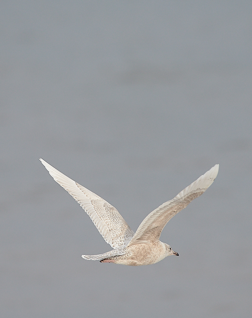 WeybourneIcelandGull051220-4