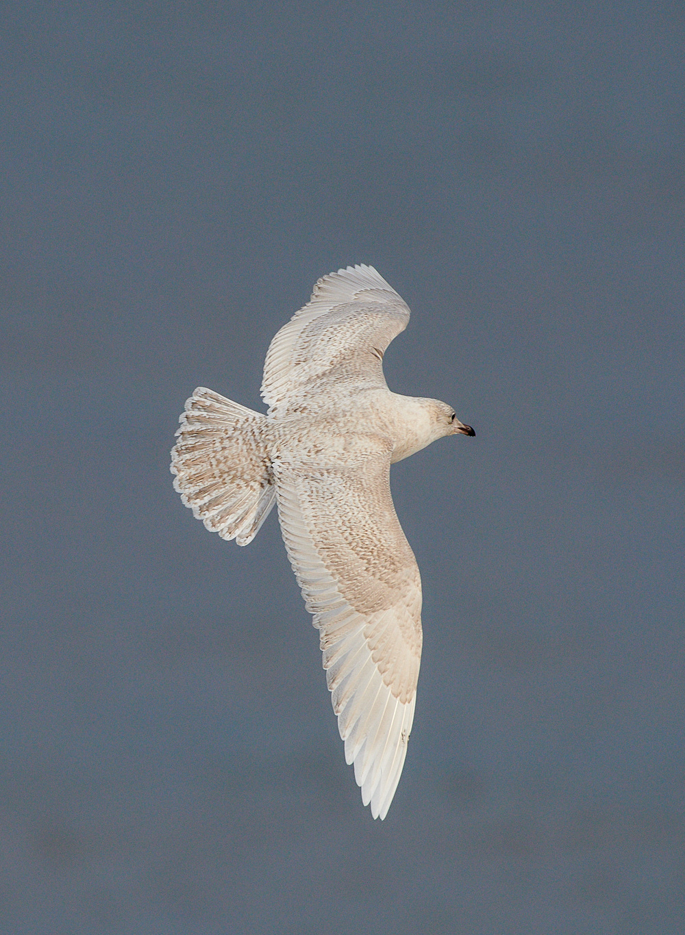 WeybourneIcelandGull051220-5