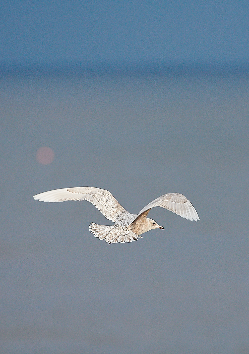 WeybourneIcelandGull051220-6