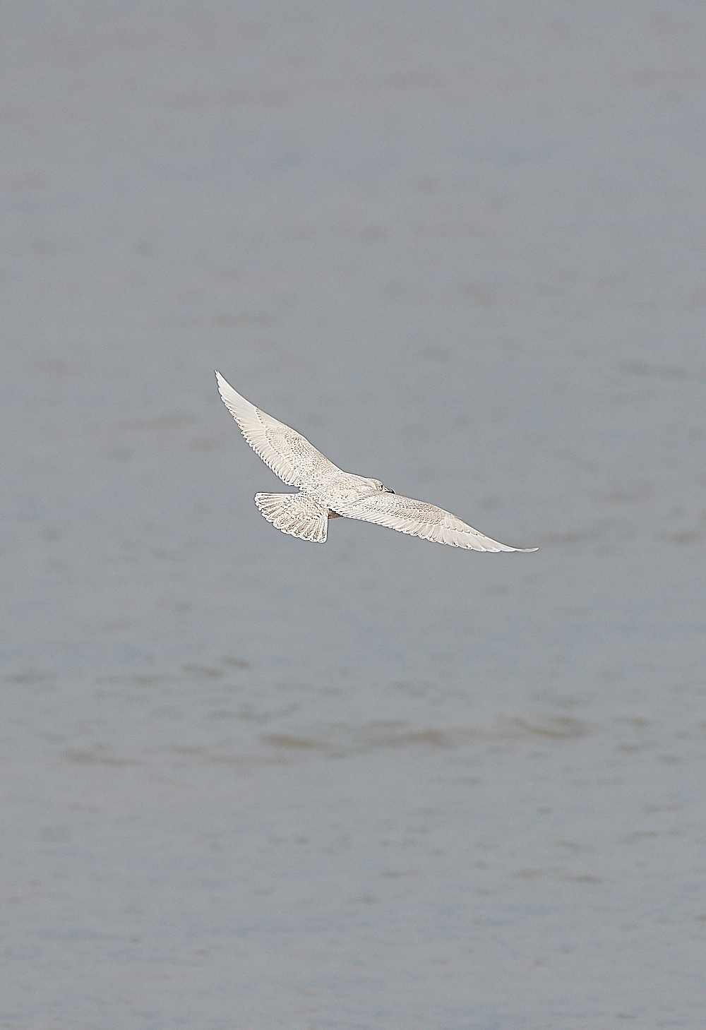 WeybourneIcelandGull051220-7