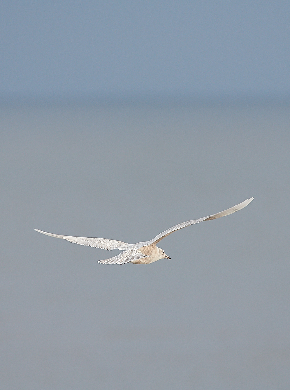WeybourneIcelandGull051220-8