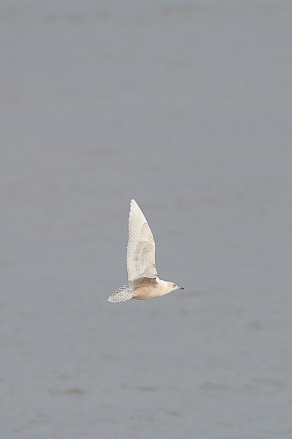 WeybourneIcelandGull051220-9