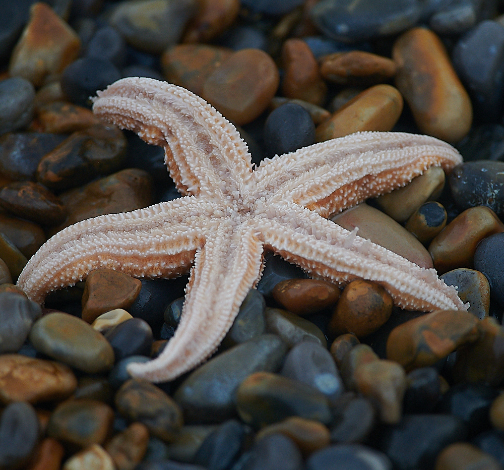 WeybourneStarfish061220-1