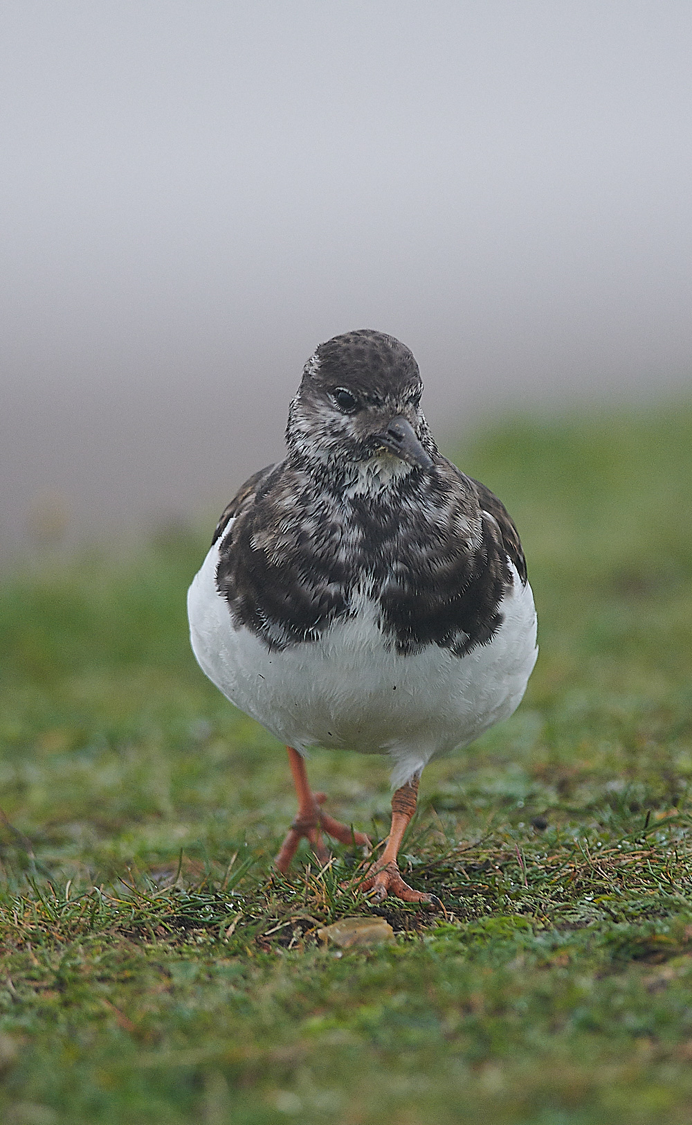 WeybourneTurnstone061220-1