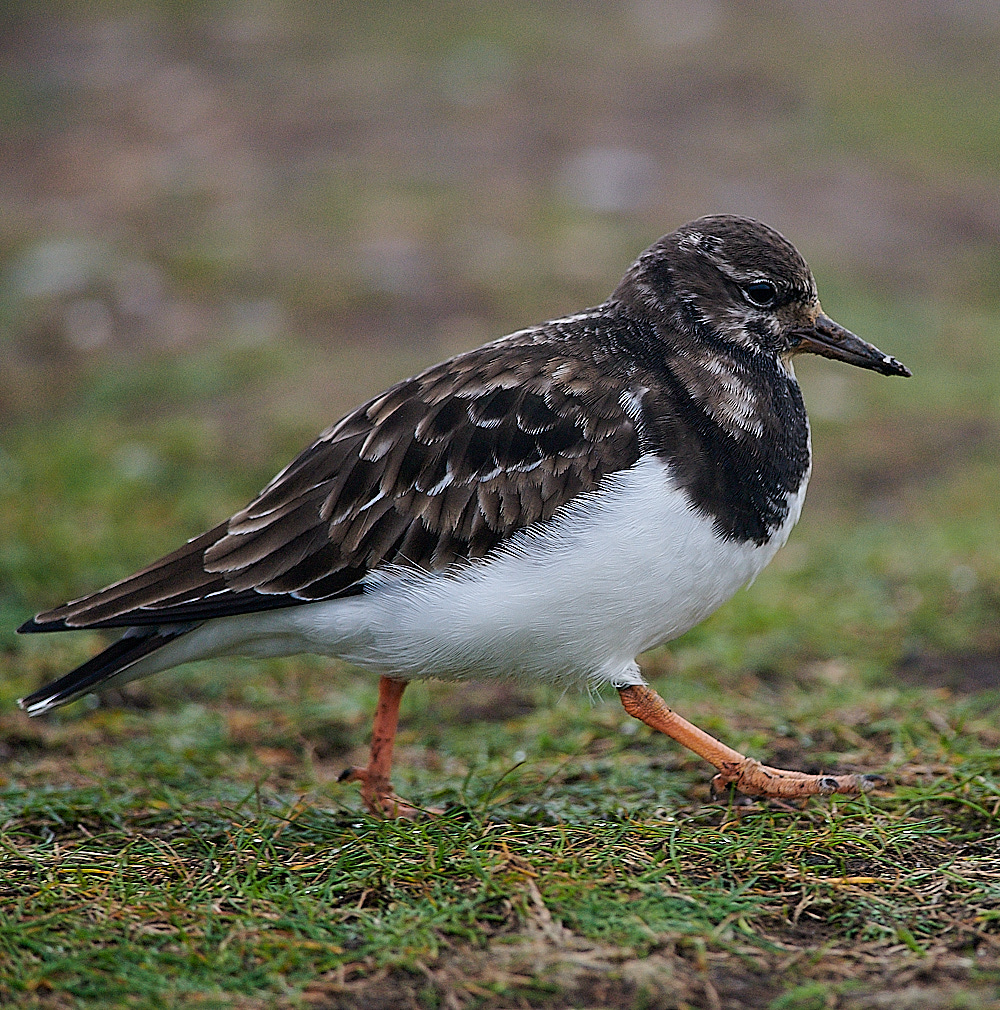 WeybourneTurnstone061220-2