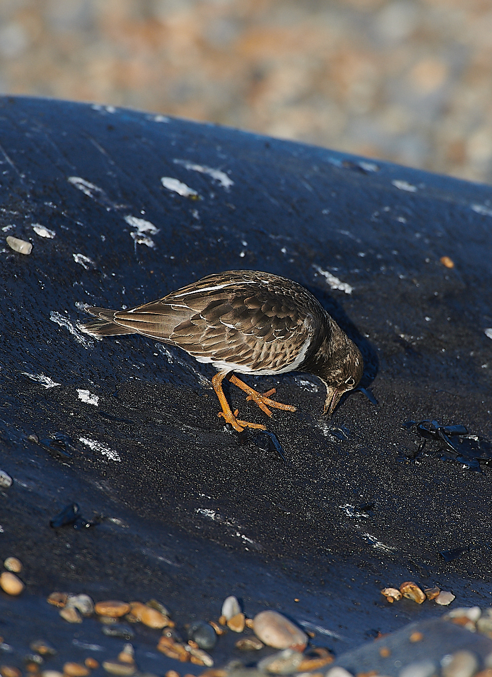 WeybourneTurnstone081220-0