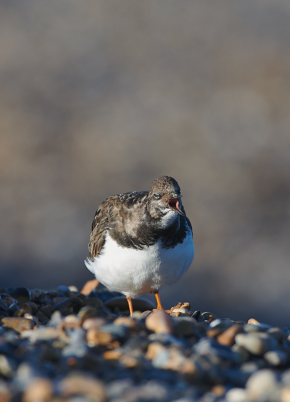 WeybourneTurnstone081220-1