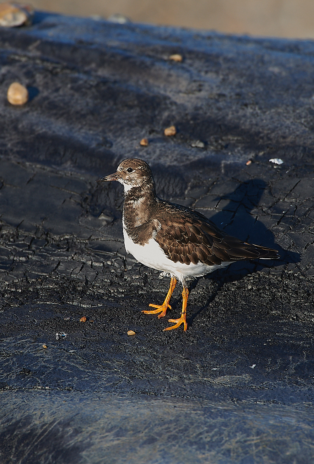WeybourneTurnstone081220-2