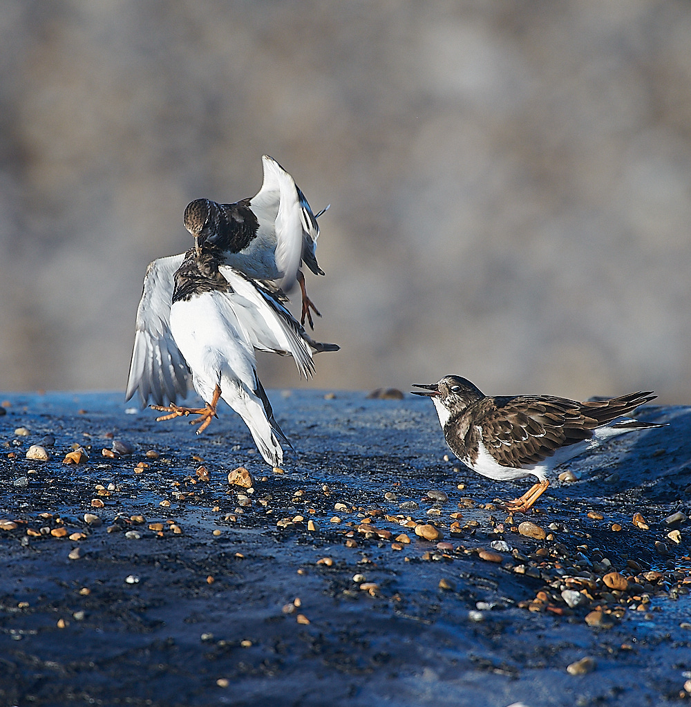 WeybourneTurnstone081220-3