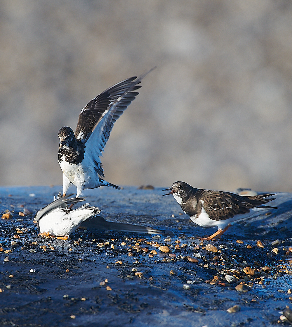 WeybourneTurnstone081220-5